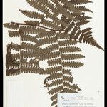 Cyathea surinamensis Лист