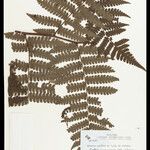 Cyathea surinamensis 叶