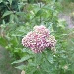 Eupatorium cannabinumफूल