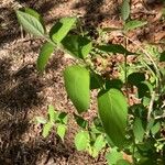 Lonicera morrowii Blad