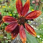 Helianthus giganteus പുഷ്പം