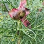 Paeonia tenuifolia Frucht