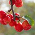 Malus baccata 果實