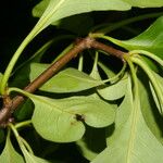 Pisonia macranthocarpa 葉