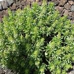 Echium decaisnei Habit