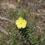 Cistus calycinus Fleur