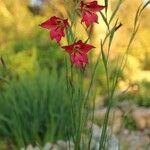 Gladiolus priorii Листок