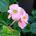 Begonia fischeri Кветка