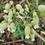 Silene behen Blüte