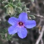 Lithodora fruticosa Λουλούδι