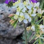 Erysimum franciscanum