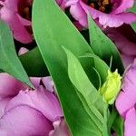 Eustoma russellianum Leaf