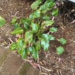 Philodendron xanadu Liść