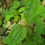 Smilax tamnoides Blatt