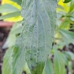 Salvia farinacea List
