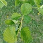 Crataegus punctata Leaf