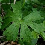 Ranunculus platanifolius Likasa