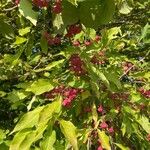 Euonymus latifoliusFruit