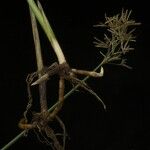 Cyperus articulatus Vekstform