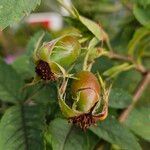 Rosa villosa Fruit