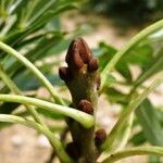 Fraxinus angustifolia Máis