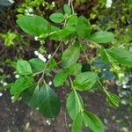 Spiraea prunifolia Лист