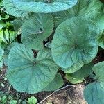 Ligularia dentata Leaf