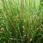 Juncus conglomeratus Buveinė