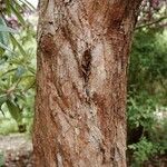 Rhododendron argyrophyllum Bark