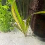 Zostera marina Folha
