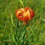 Lilium carniolicum Bloem