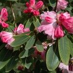 Rhododendron oreodoxa Flor