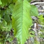 Prunus pensylvanica Leaf
