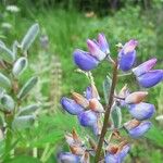 Lupinus perennis Kwiat