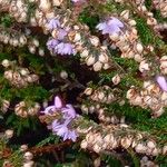 Calluna vulgaris Fruit