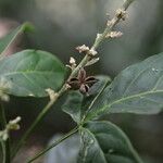 Angostura granulosa Квітка