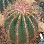 Ferocactus pilosus Агульны выгляд