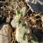 Euphorbia petiolata Habit