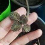 Episcia lilacina Hoja