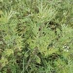 Artemisia vulgarisᱥᱟᱠᱟᱢ