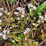 Polygala amarella Vivejo