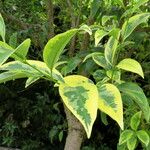 Ligustrum lucidum Folio