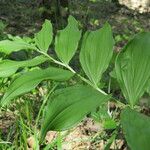 Polygonatum latifolium 葉