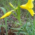 Allamanda angustifolia Leaf