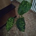 Aglaonema costatum Blatt