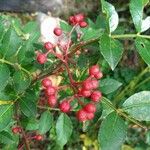 Zanthoxylum bungeanum Fruit