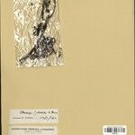 Lithocarpus chevalieri Diğer