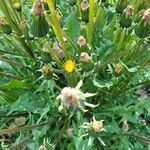 Taraxacum campylodes Flower