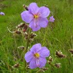 Dissotis grandiflora Flor