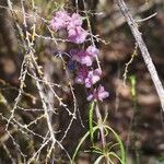 Trichostema lanatum Hábito